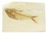 Detailed Fossil Fish (Diplomystus) - Wyoming #373762-1